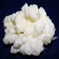 40g di Granuli Di Kéfir Di Latte