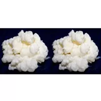 Pack 2x 40g di Granuli Di Kéfir Di Latte