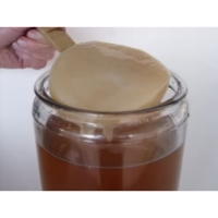 Disco SCOBY Kombucha