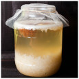 Pack 100g di Granuli Di Kéfir Di Acqua + Disco SCOBY Kombucha