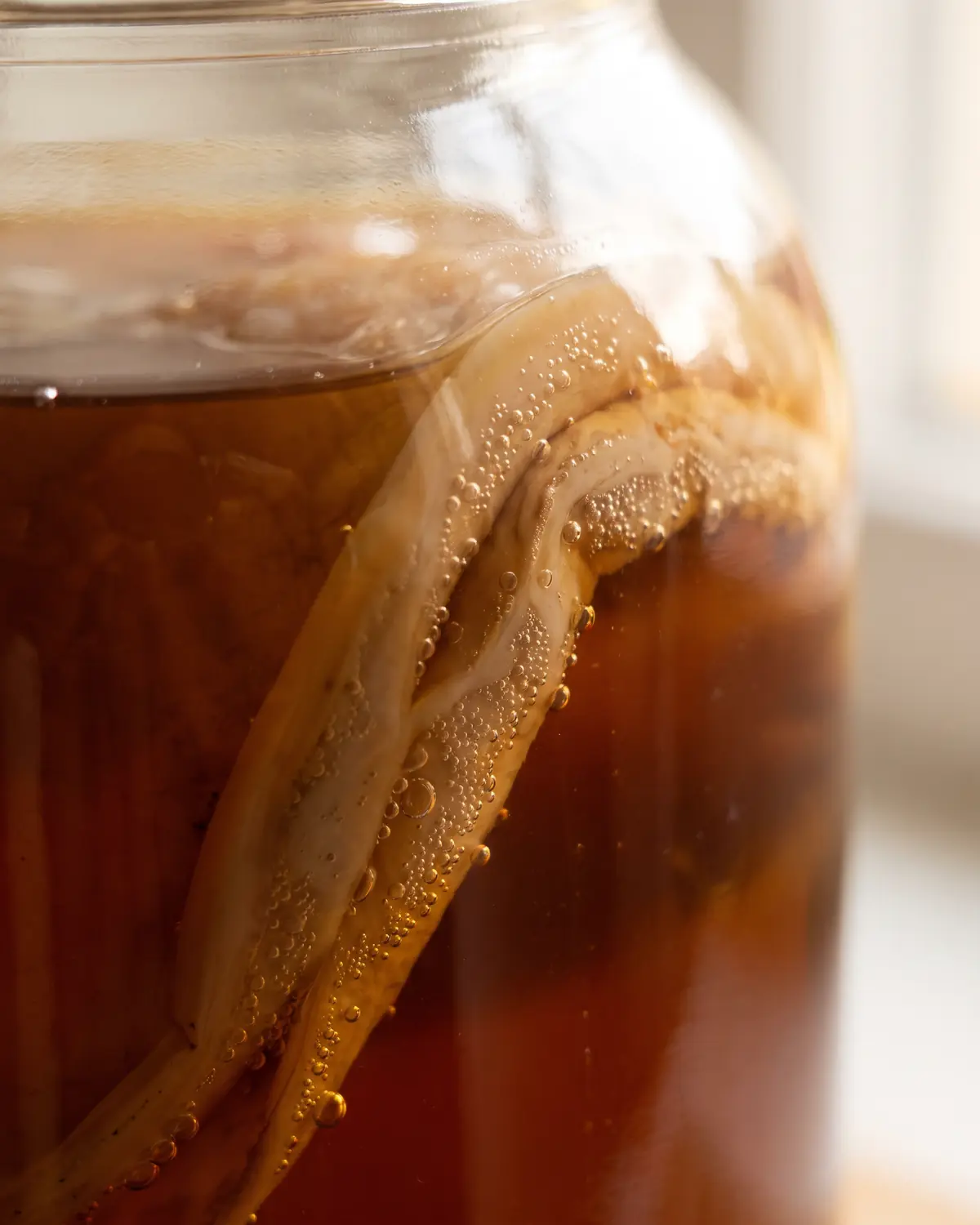 kombucha è alcolico Dettaglio dello SCOBY aderente al vetro con microbolle e pieghe beige durante la fermentazione.